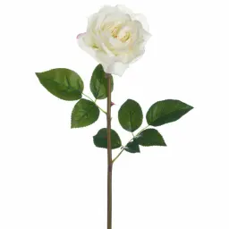 White Rose Giveaway